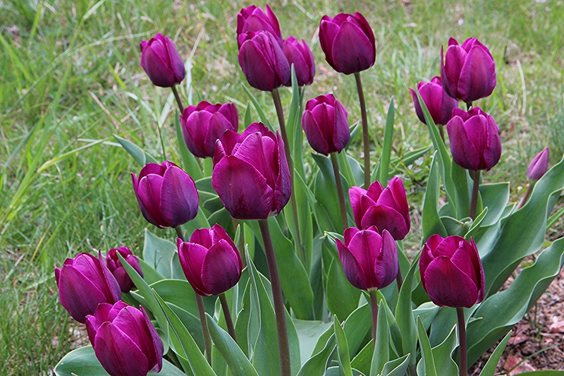 Tulpen