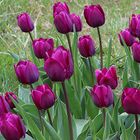 Tulpen