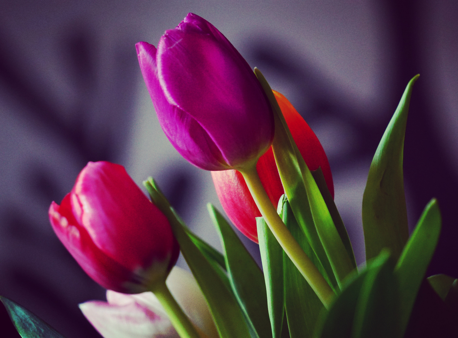 Tulpen