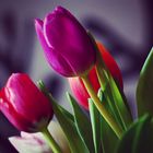 Tulpen