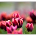 Tulpen