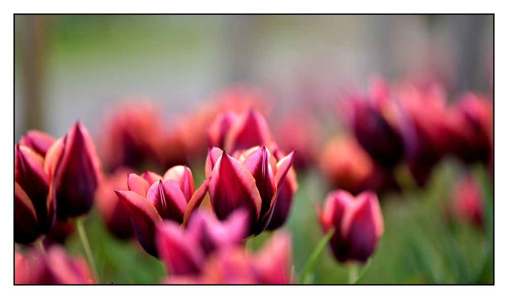 Tulpen