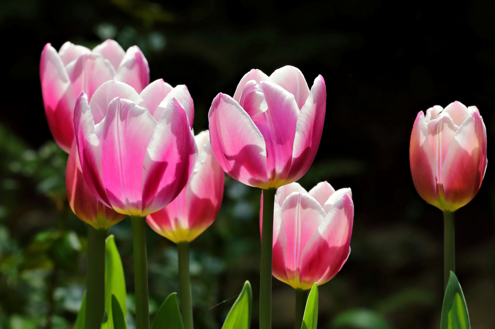 Tulpen