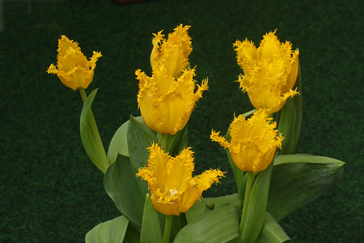 Tulpen