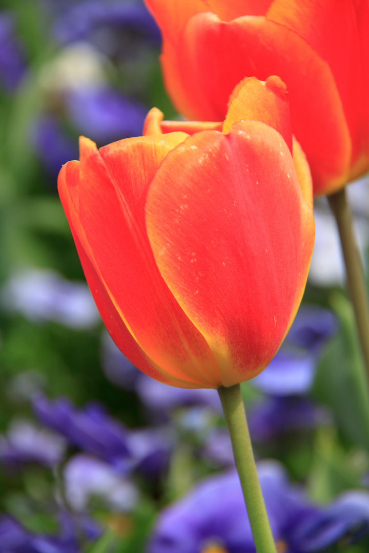 Tulpen