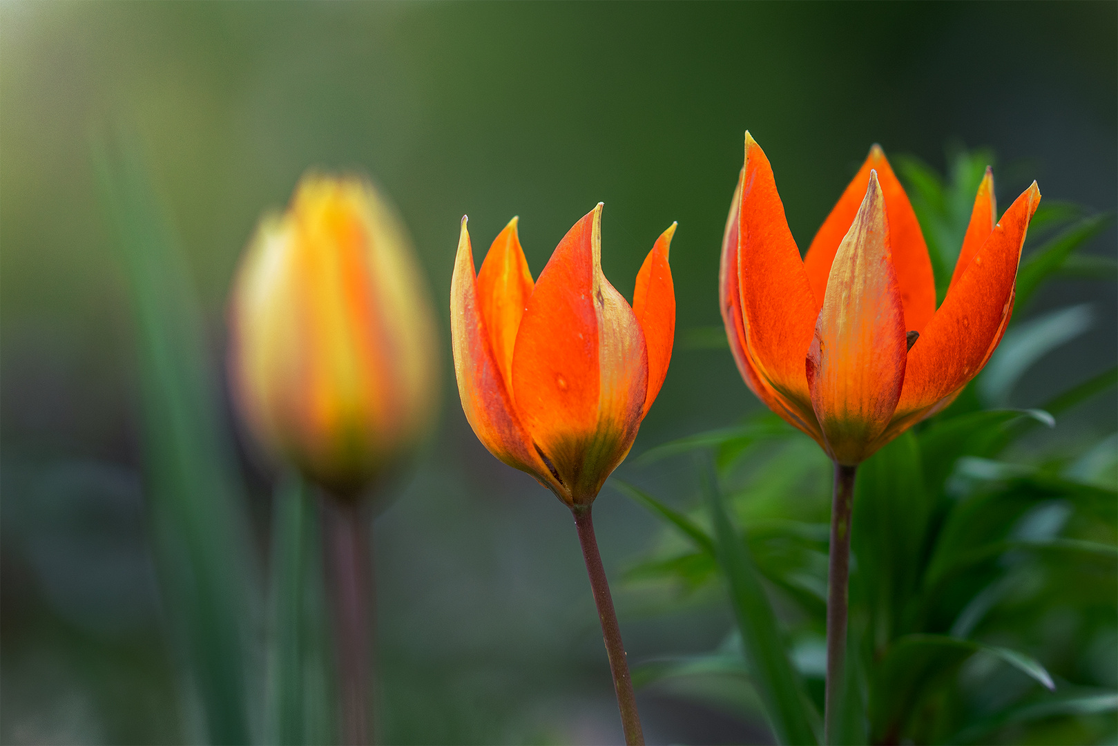 Tulpen