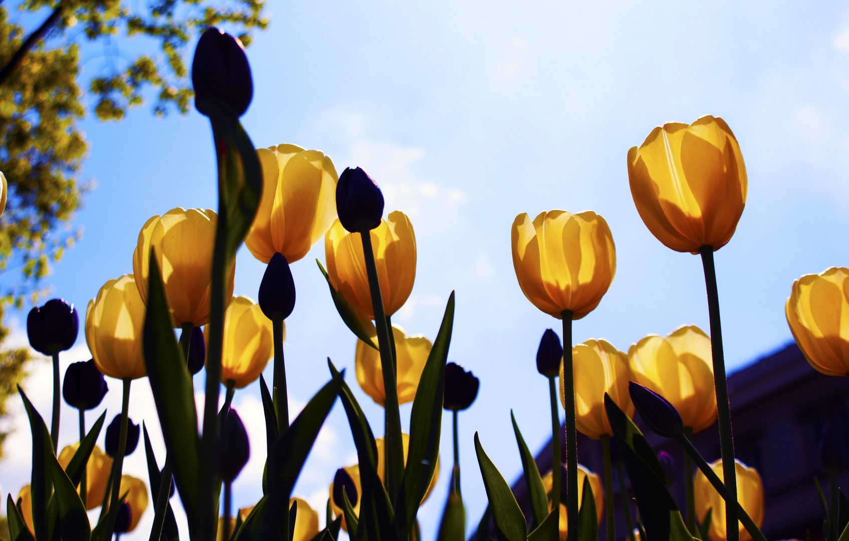 Tulpen...