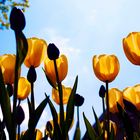 Tulpen...