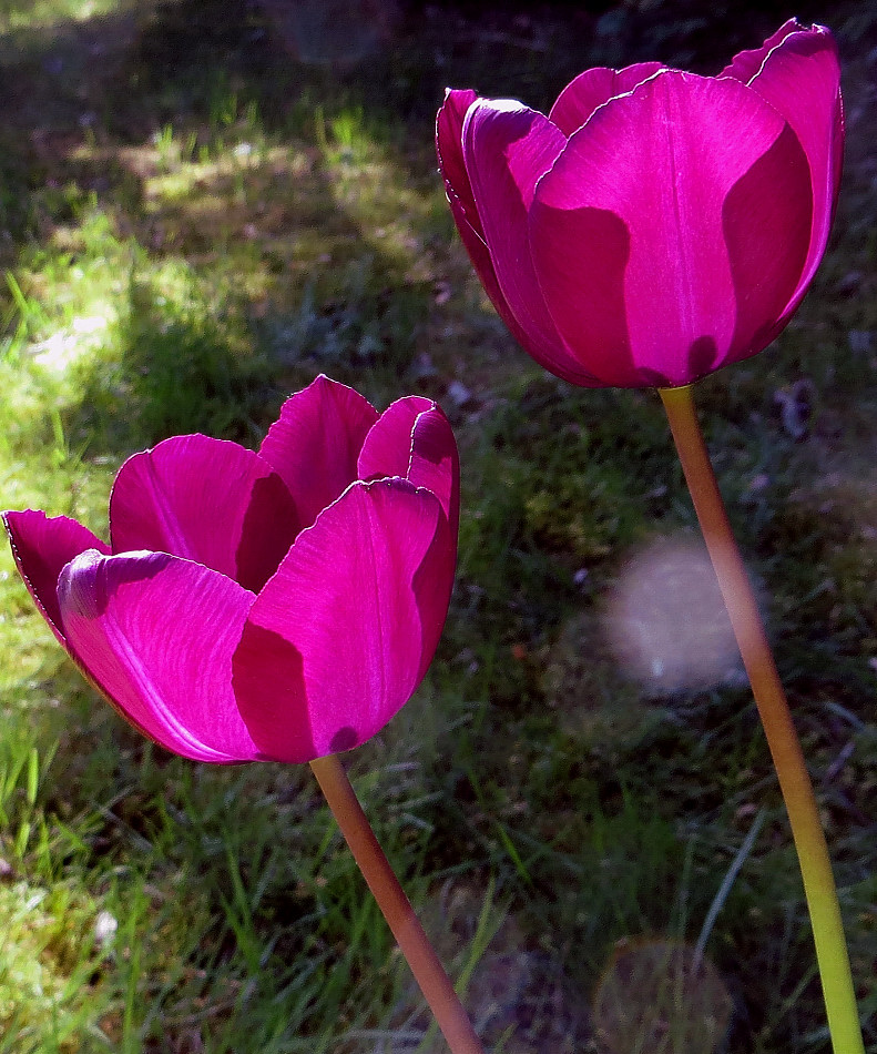 Tulpen