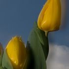 Tulpen