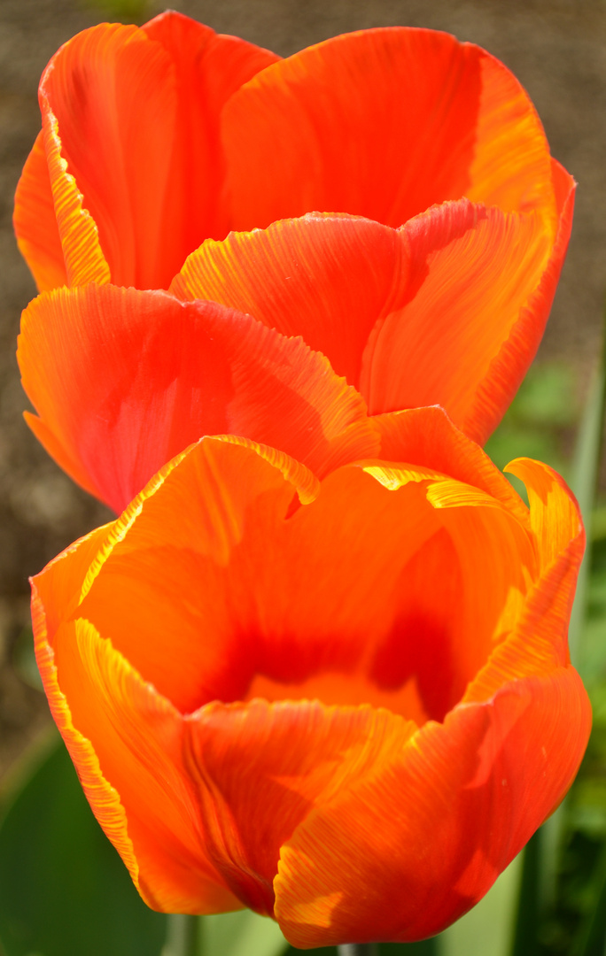 Tulpen