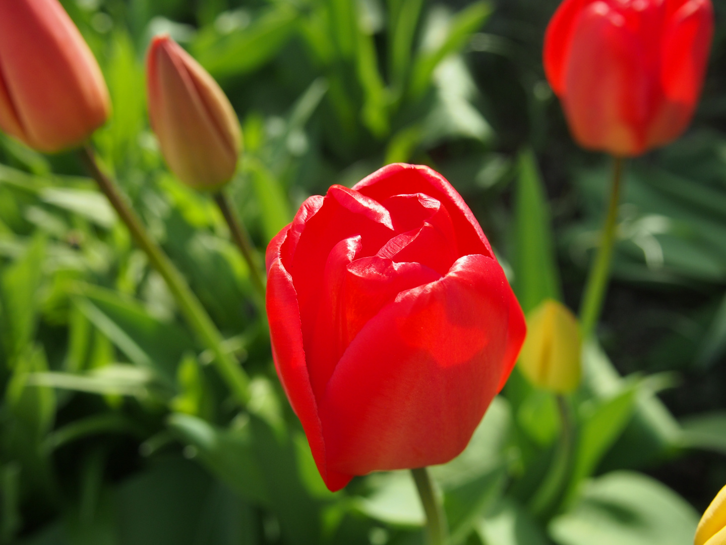 Tulpen