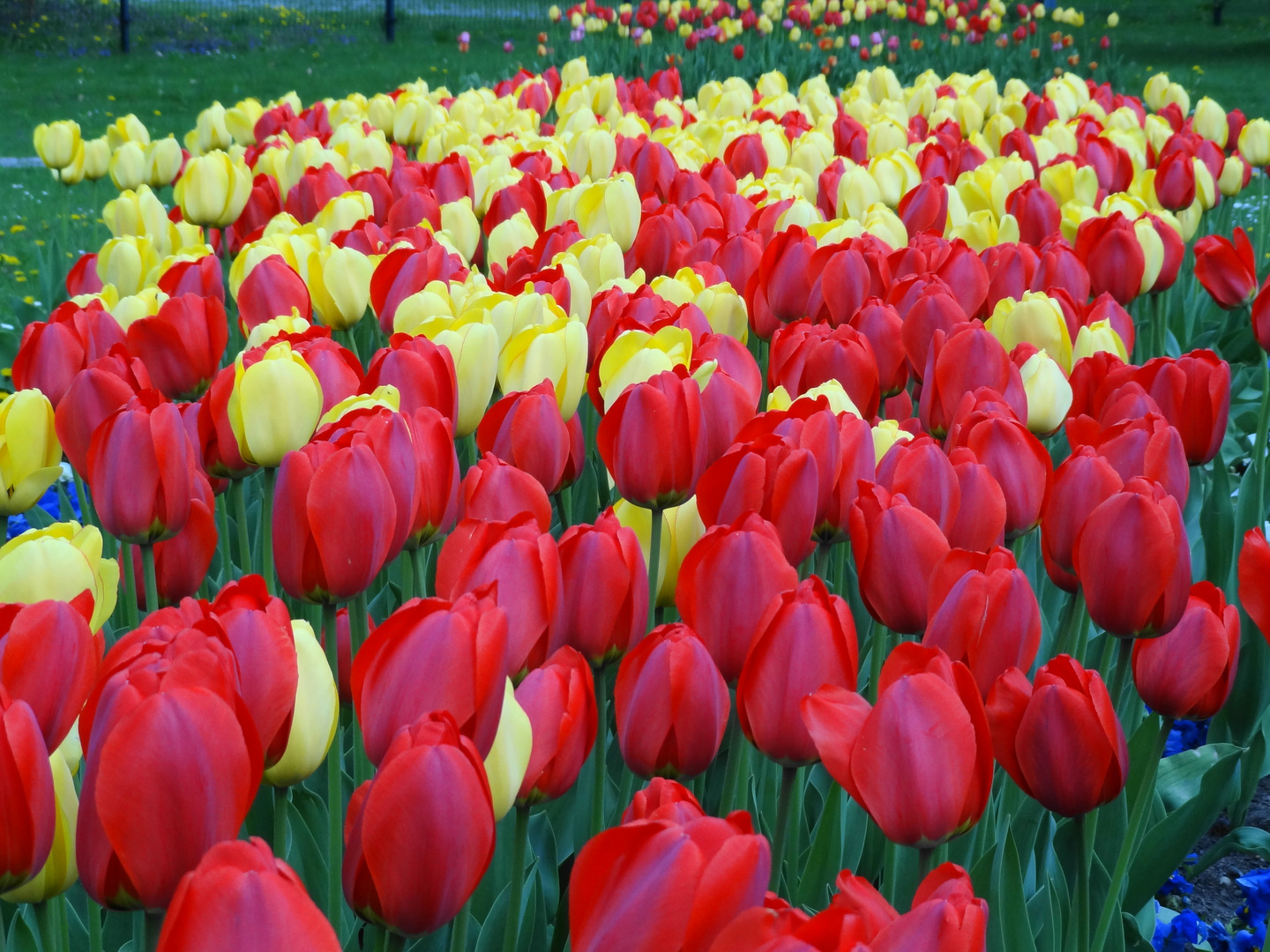 Tulpen ...ein Traum in Rot