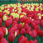 Tulpen ...ein Traum in Rot