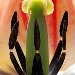 Tulpen-Einblicke - analog oder digital?