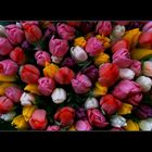 tulpen: einen ganzen arm voll