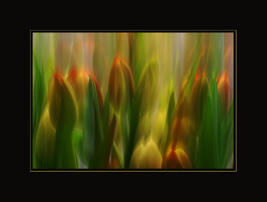 Tulpen einmal anders...# 1