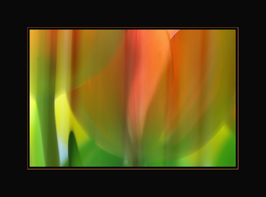 Tulpen einmal anders # 12