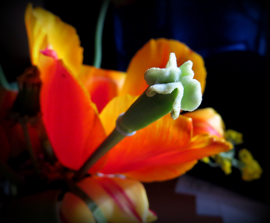 Tulpen einmal anders....(2)