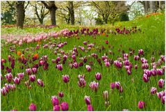 Tulpen Eldorado