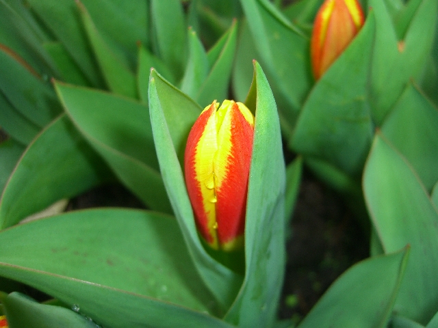 Tulpen erste Blicke von Thomas Samsel 