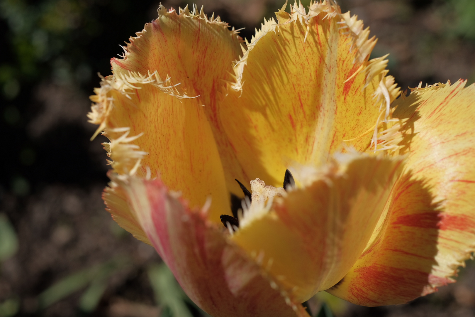 TULPEN ERWACHEN