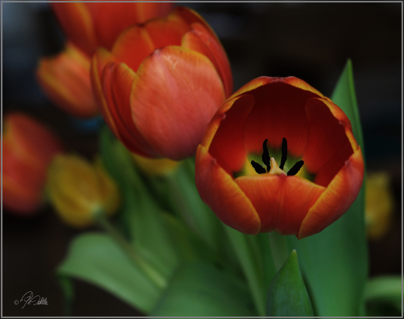 "Tulpen erwachen"  Mittwochsblümchen 27.03.2019