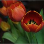 "Tulpen erwachen"  Mittwochsblümchen 27.03.2019