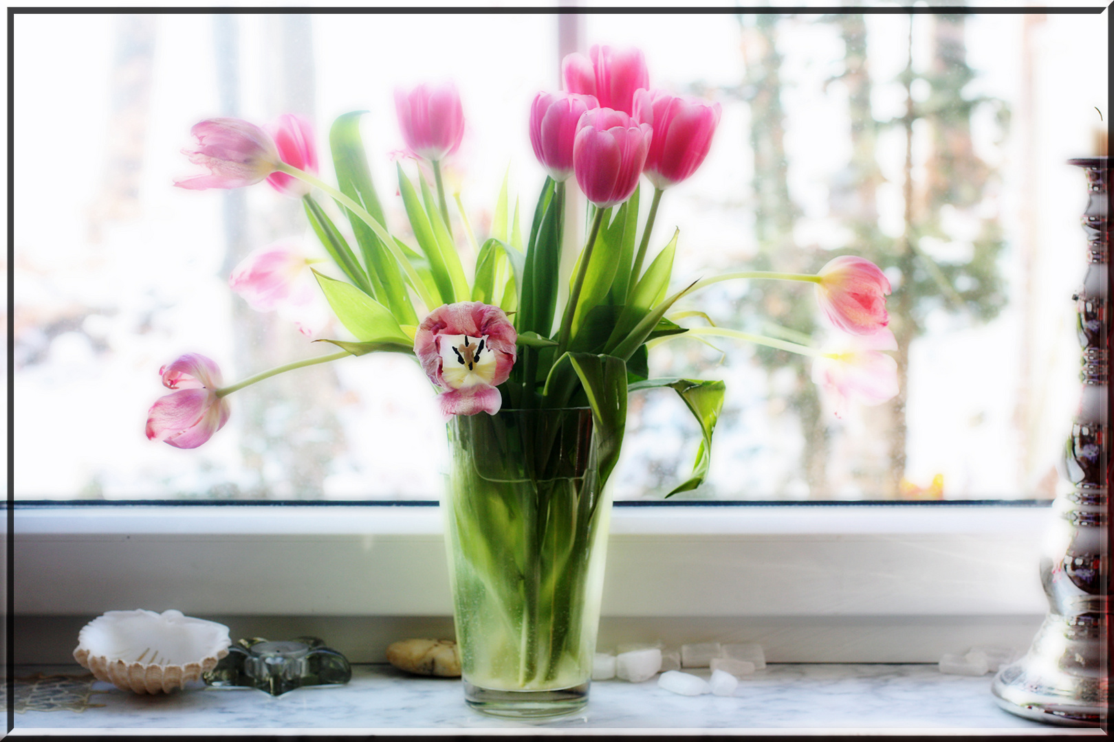 Tulpen erzählen vom kommenden Frühling