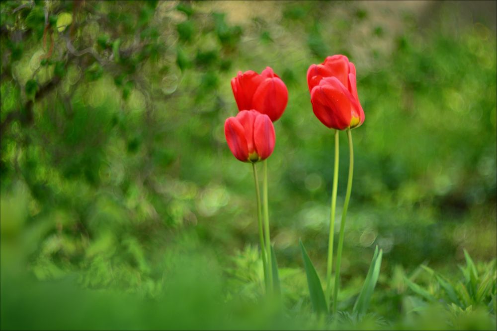 Tulpen