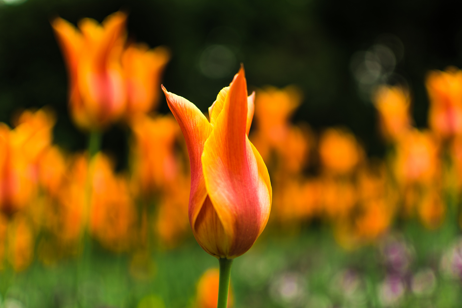 Tulpen