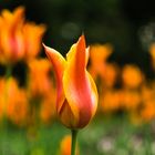 Tulpen