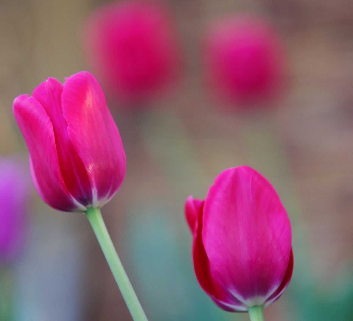 Tulpen