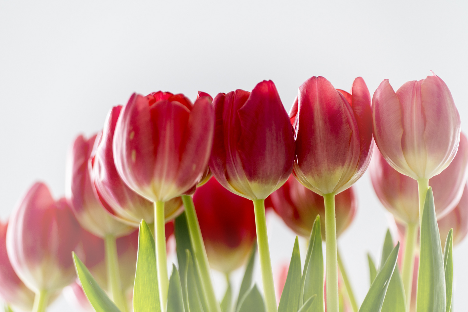 Tulpen