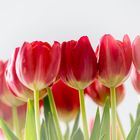 Tulpen