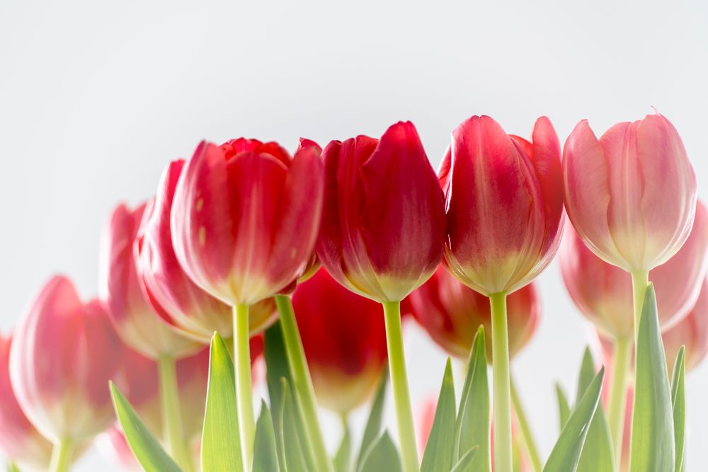 Tulpen