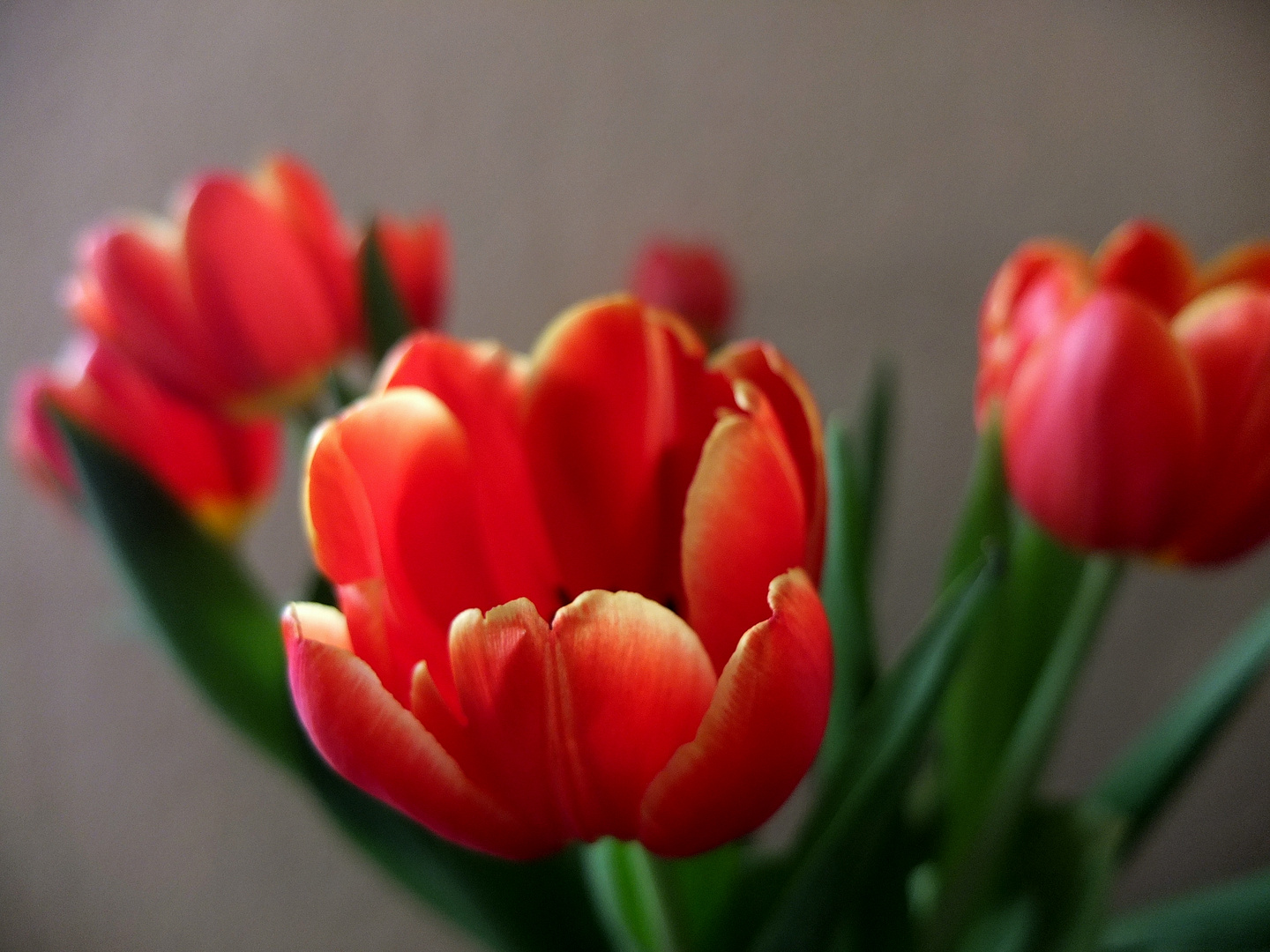 Tulpen