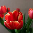 Tulpen