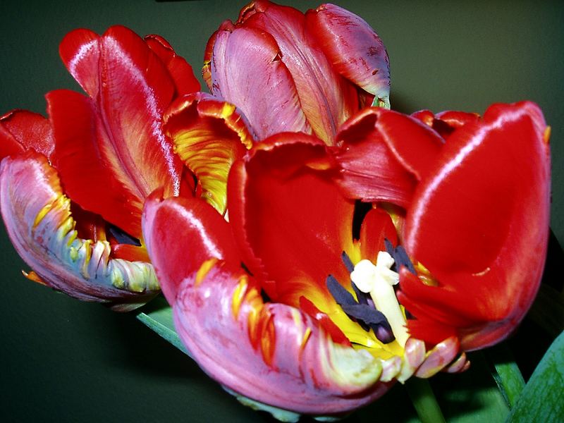 Tulpen