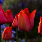 Tulpen