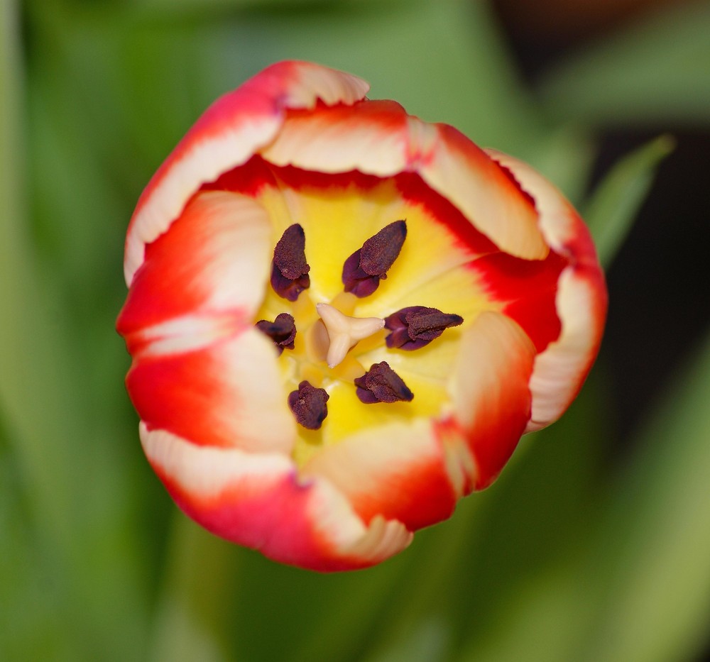 Tulpen