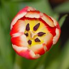 Tulpen