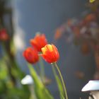 Tulpen