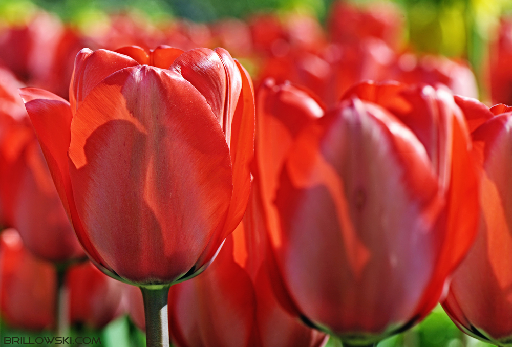 Tulpen