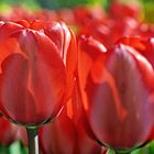 Tulpen