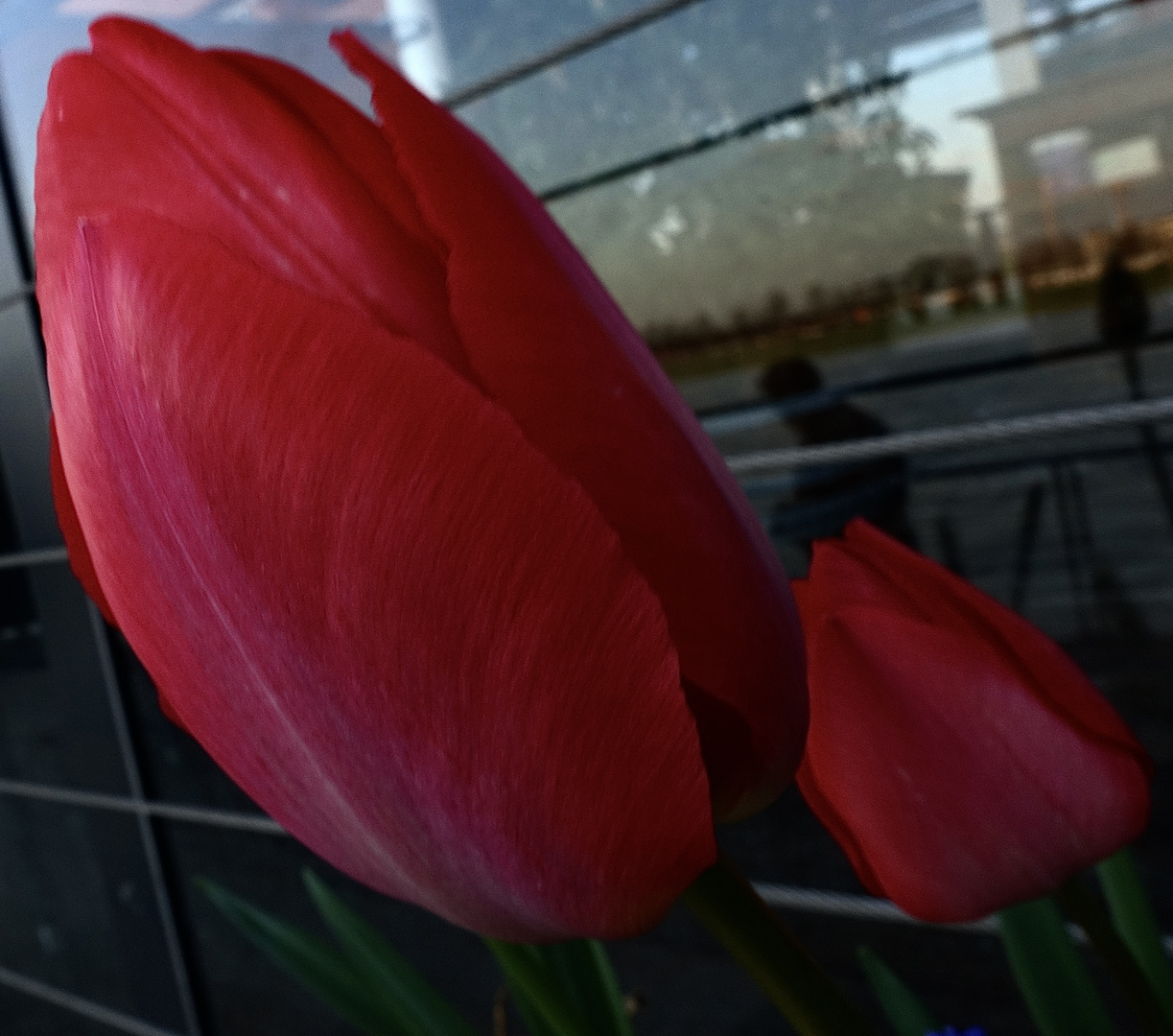 Tulpen