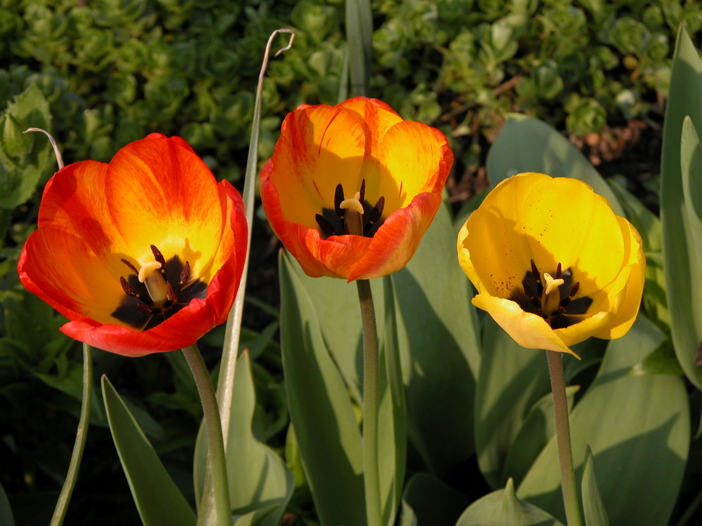 Tulpen