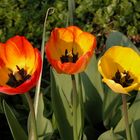 Tulpen