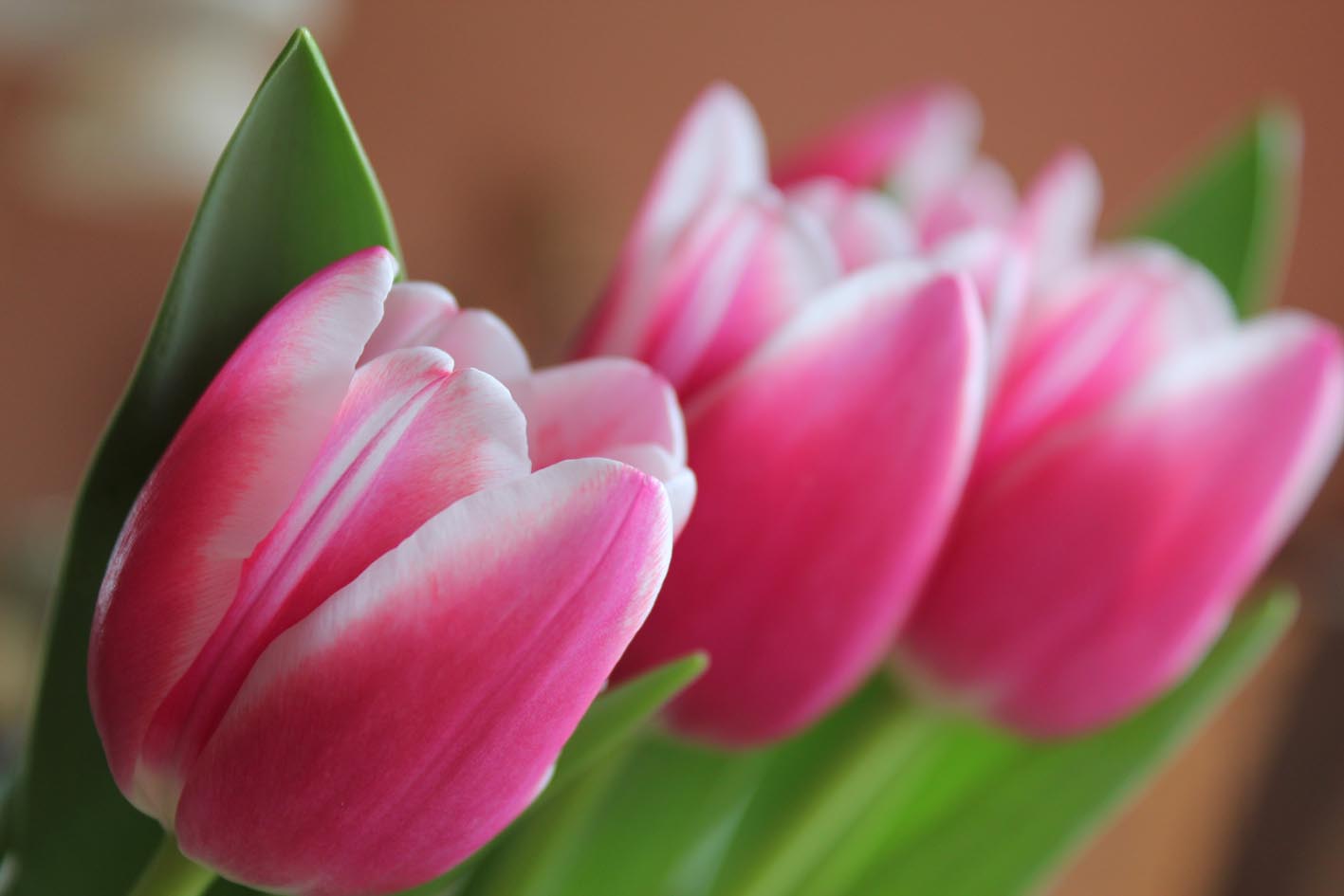 Tulpen