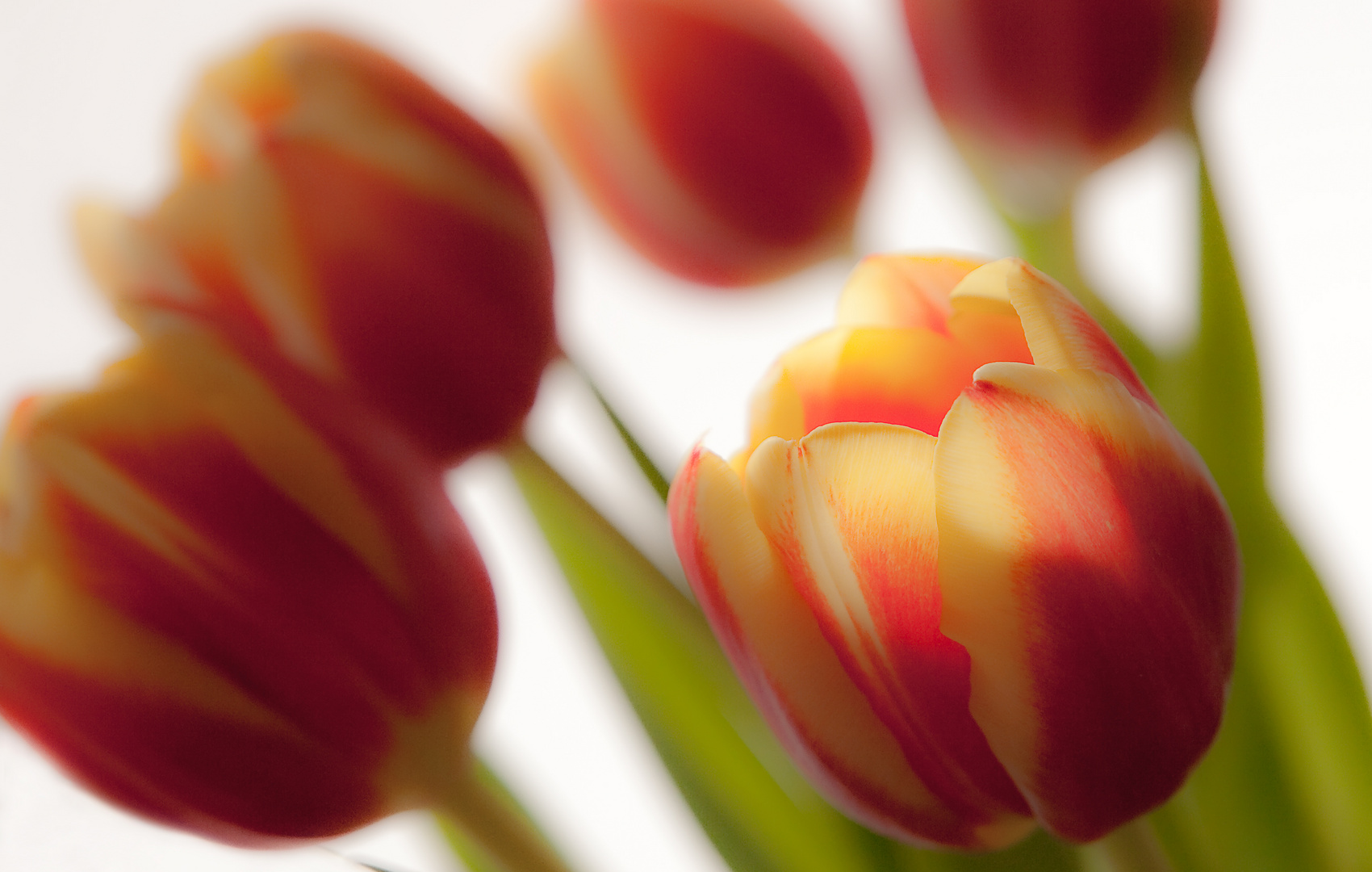 Tulpen